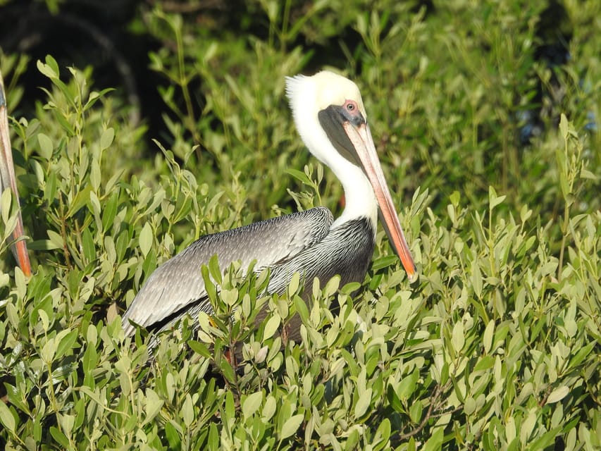 Holbox: Sunrise Kayak Tour through the Mangroves – Holbox, Mexico