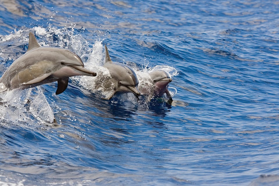 Honokohau: Kona Snorkel and Sail with Drinks and Snacks – Kailua-Kona, Hawaii