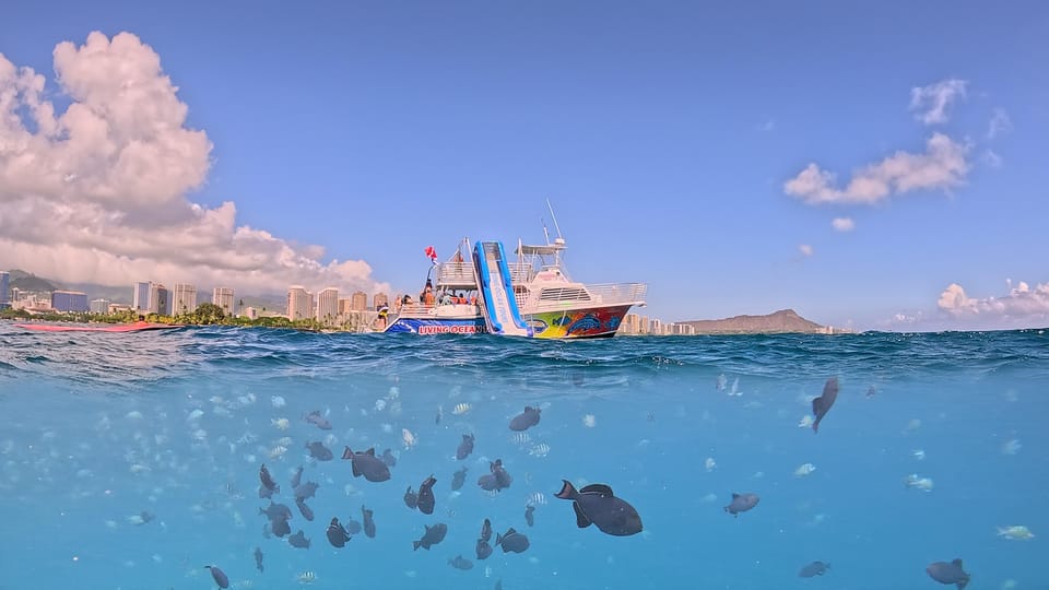 Honolulu: Deluxe Waikiki Snorkel and Wildlife Cruise – Honolulu, Hawaii