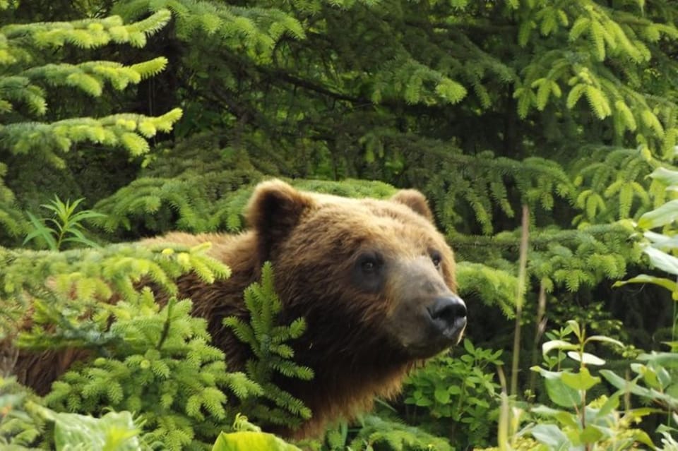 Hoonah: Chichagof Island Brown Bear Search – Alaska, Alaska