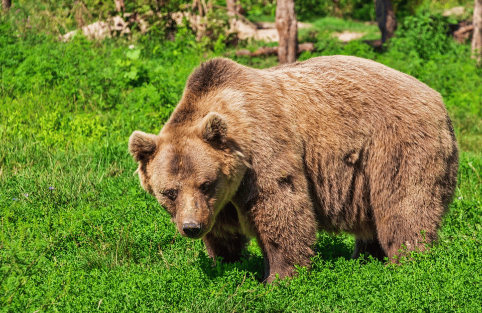 Hoonah: Icy Strait Shore Excursion to Bear Island – Alaska, Alaska