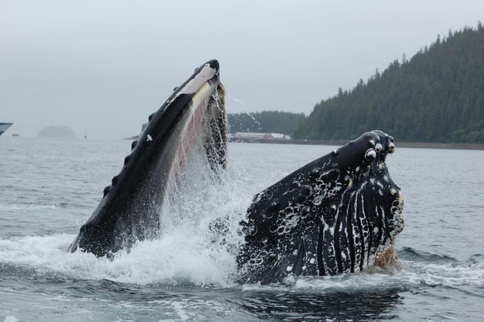 Hoonah: Whale Watching Cruise – Alaska, Alaska