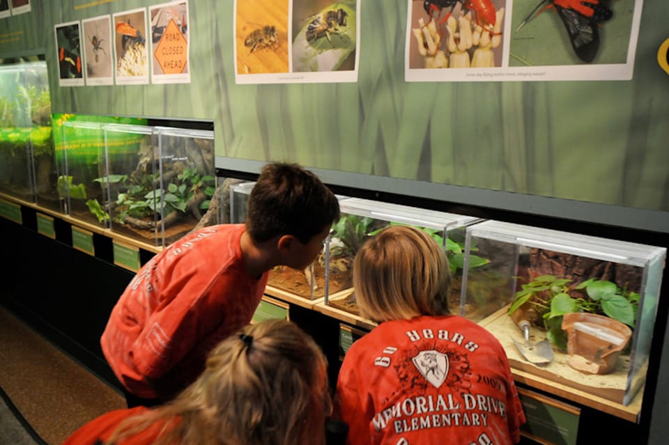 Houston Museum of Natural Science: Cockrell Butterfly Center – Houston, Texas