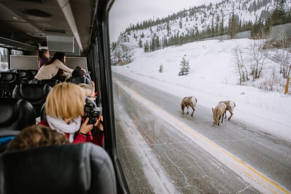 Jasper: Winter Wildlife Bus Tour in Jasper National Park – Jasper, Canada