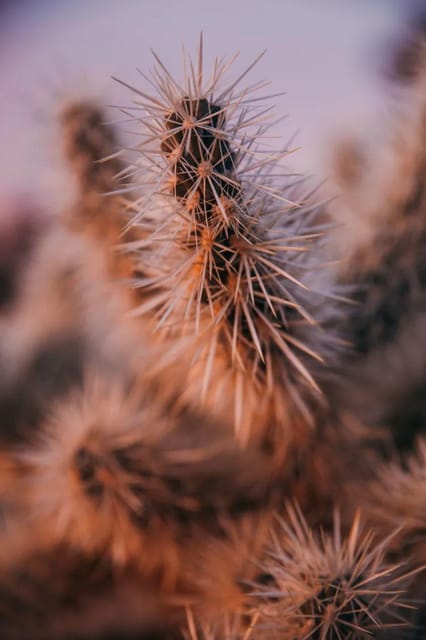 Joshua Tree: Full Moon Hike with Local Guide – California, California