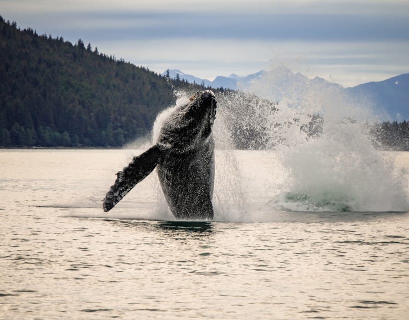 Juneau: Mendenhall Glacier Waterfall & Whale Watching Tour – Juneau City, Alaska