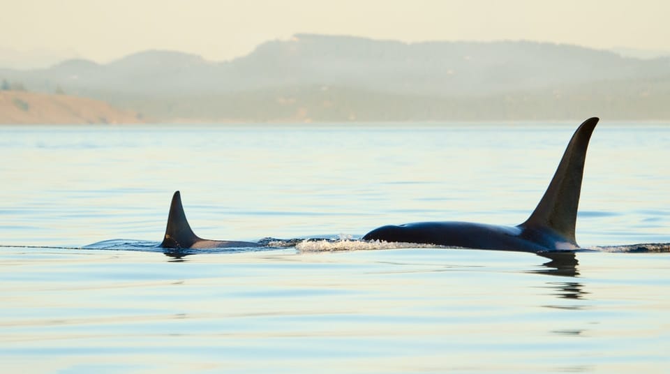 Juneau: Whale Watching and Mendenhall Glacier Day Trip – Juneau City, Alaska