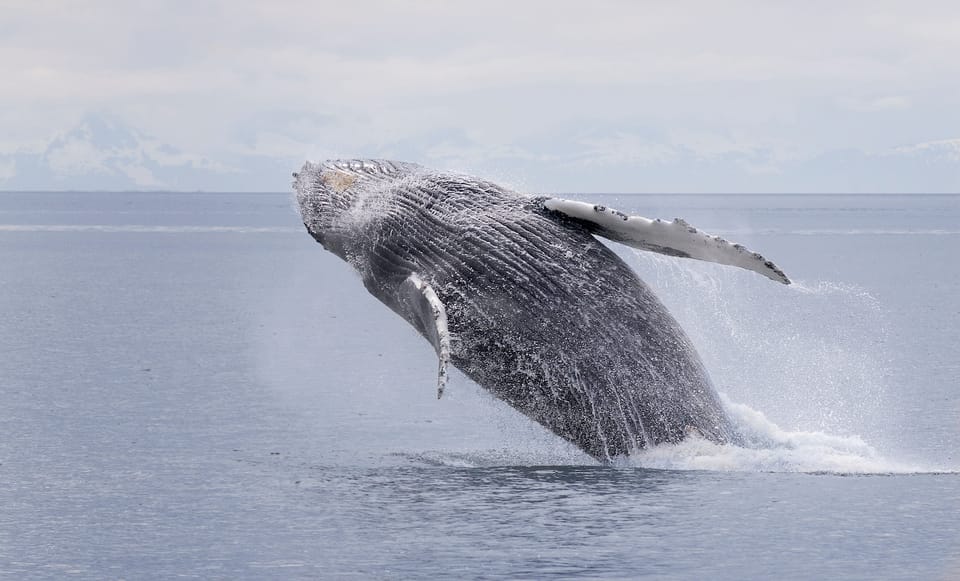 Juneau: Whale Watching and Wildlife Cruise with Local Guide – Juneau City, Alaska