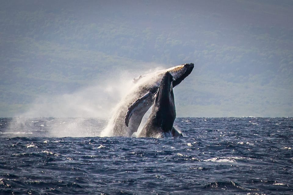 Kaanapali: Whale Watching Cruise with Open Bar – Kaanapali, Hawaii