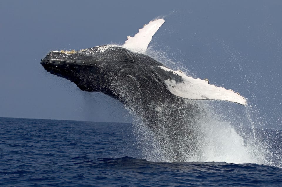 Kailua Kona: Humpback Whale Watching Adventure Cruise – Kailua-Kona, Hawaii