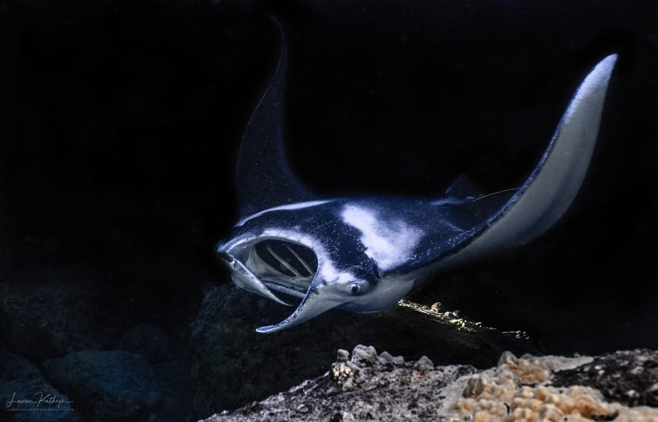 Kailua Kona: Manta Ray Night Snorkel Tour with Guide – Captain Cook, Hawaii