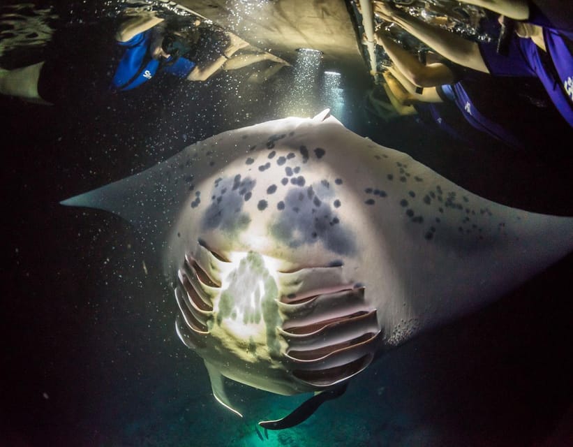 Kailua-Kona: Manta Ray Spotting Night Snorkeling Tour – Kailua-Kona, Hawaii