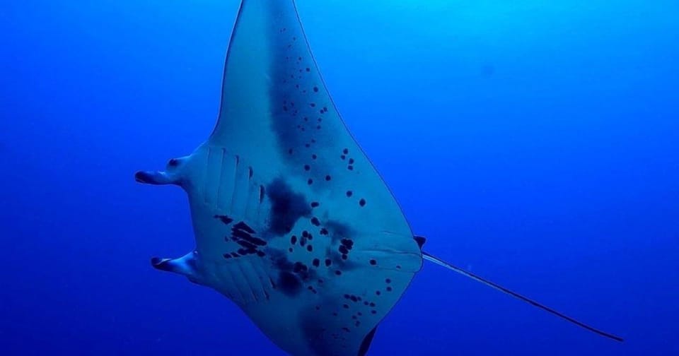 Kailua-Kona: Night Manta Snorkel or Dive – Kailua-Kona, Hawaii