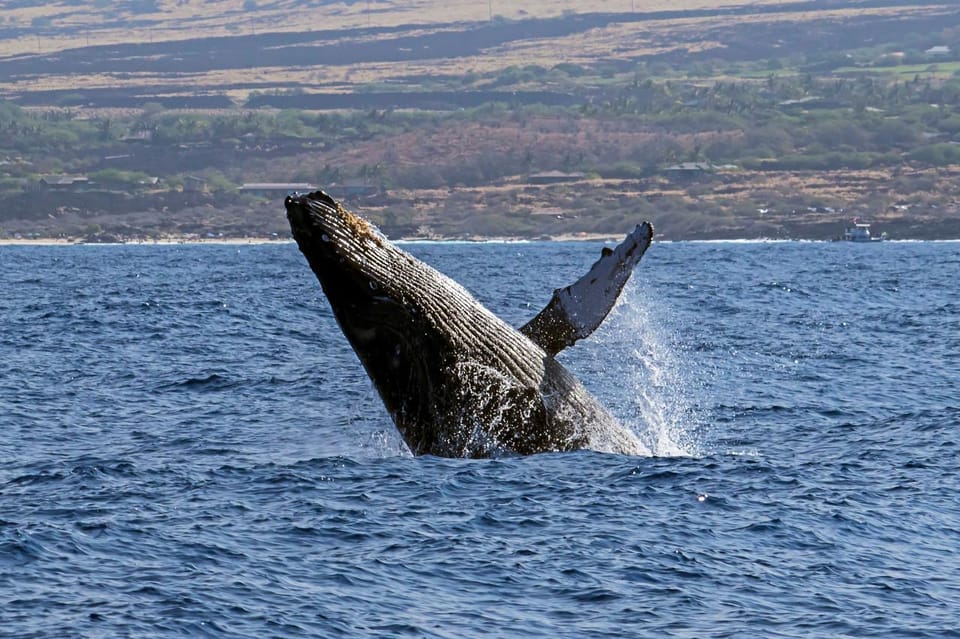 Kailua-Kona: Pacific Humpback Whale Watch Excursion – Kailua-Kona, Hawaii