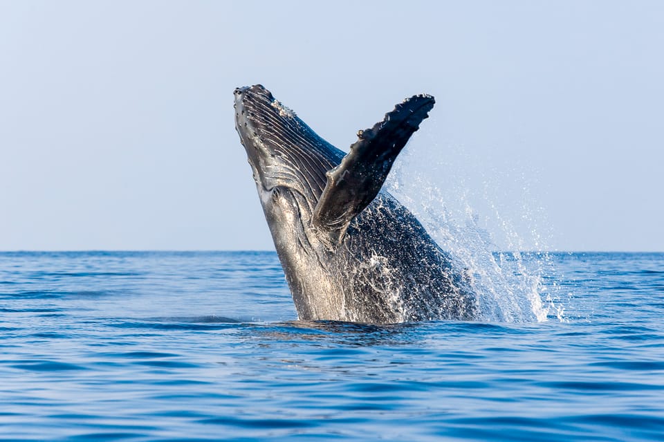 Kailua-Kona: Whale Watching Cruise on the Big Island – Kailua-Kona, Hawaii