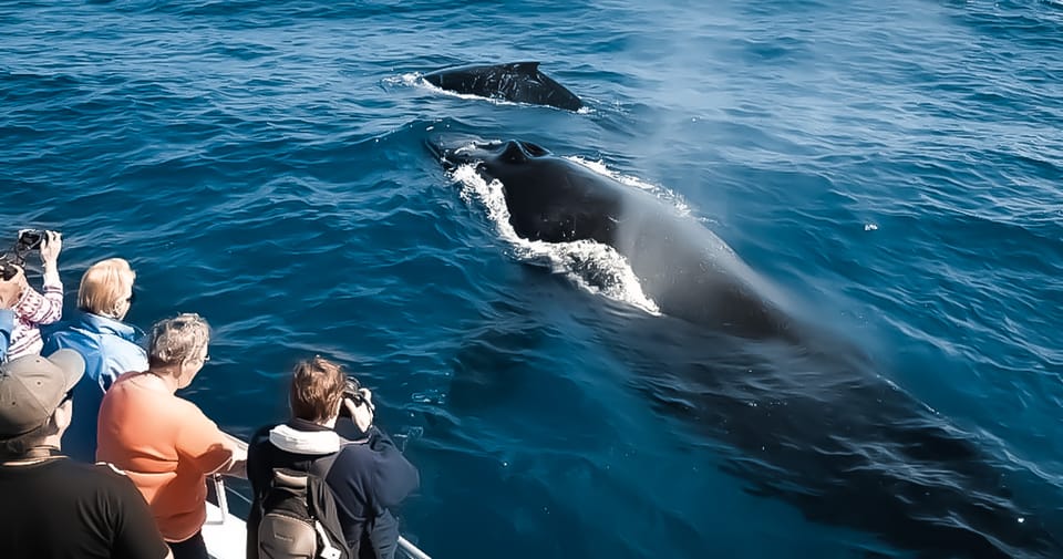 Kalaoa: Big Island & Kona Midday Whale Watching Tour – Kailua-Kona, Hawaii