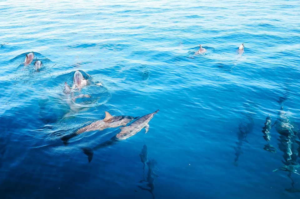 Kealakekua Bay: Dolphin Watching and Snorkeling Boat Tour – Honaunau-Napoopoo, Hawaii