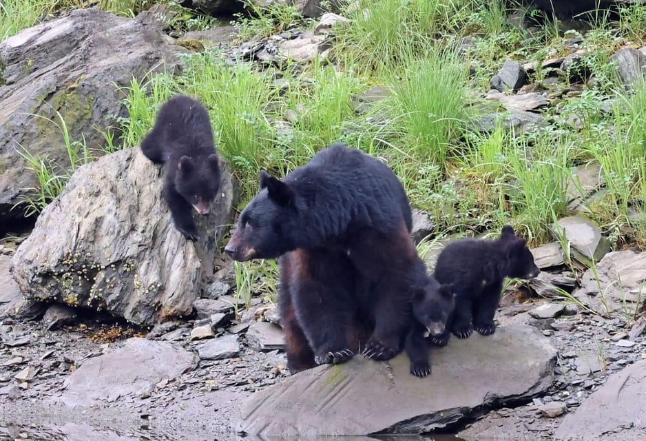 Ketchikan: Alaska Native Cultural and Scenic Shore Excursion – Ketchikan, Alaska