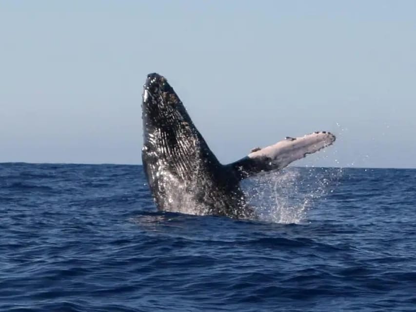 Kona: Dolphin & Whale Watching Tour – Hawaii, Hawaii