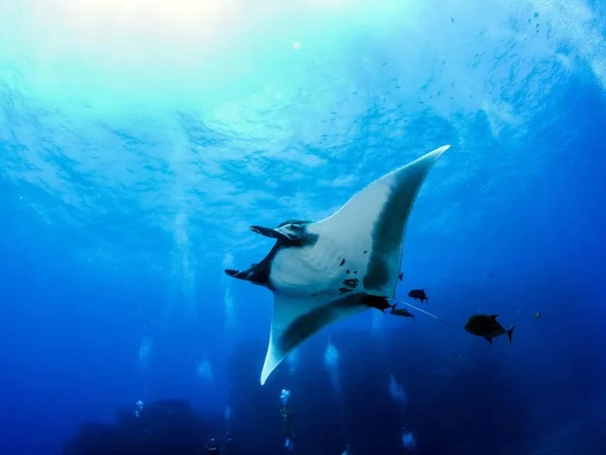 Kona: Manta Ray Night Snorkel Adventure – Hawaii, Hawaii