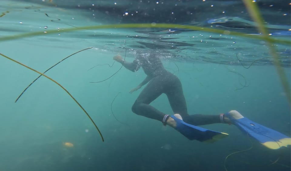 La Jolla: Leopard Shark Guided Snorkeling Tour – La Jolla, California