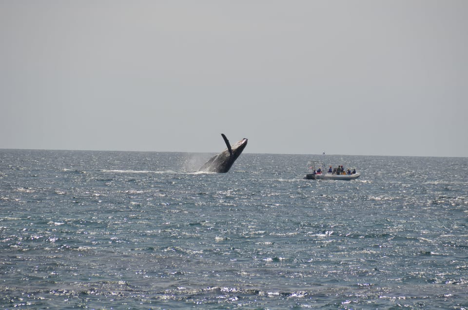 La Ventana: Whale-Watching Tour – La Ventana, Mexico