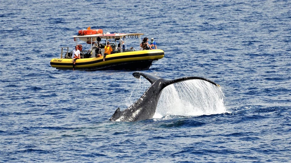 Lahaina: Day or Sunset Whale Watching Tour with Naturalist – Lahaina, Hawaii