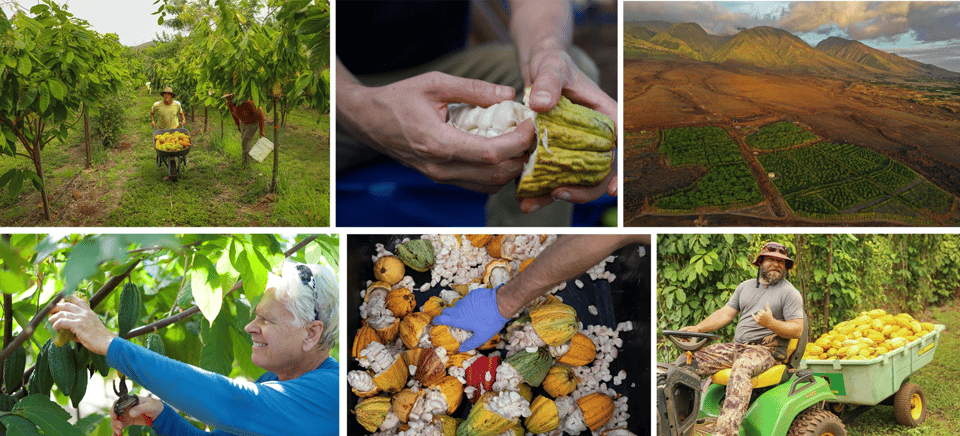 Lahaina: Maui Ku’ia Estate Guided Cacao Farm Tour & Tasting – Lahaina, Hawaii