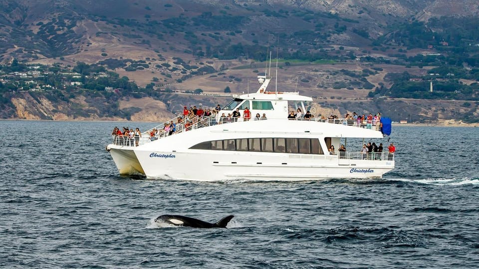 Long Beach: Whale and Dolphin Watching Cruise – Los Angeles, California