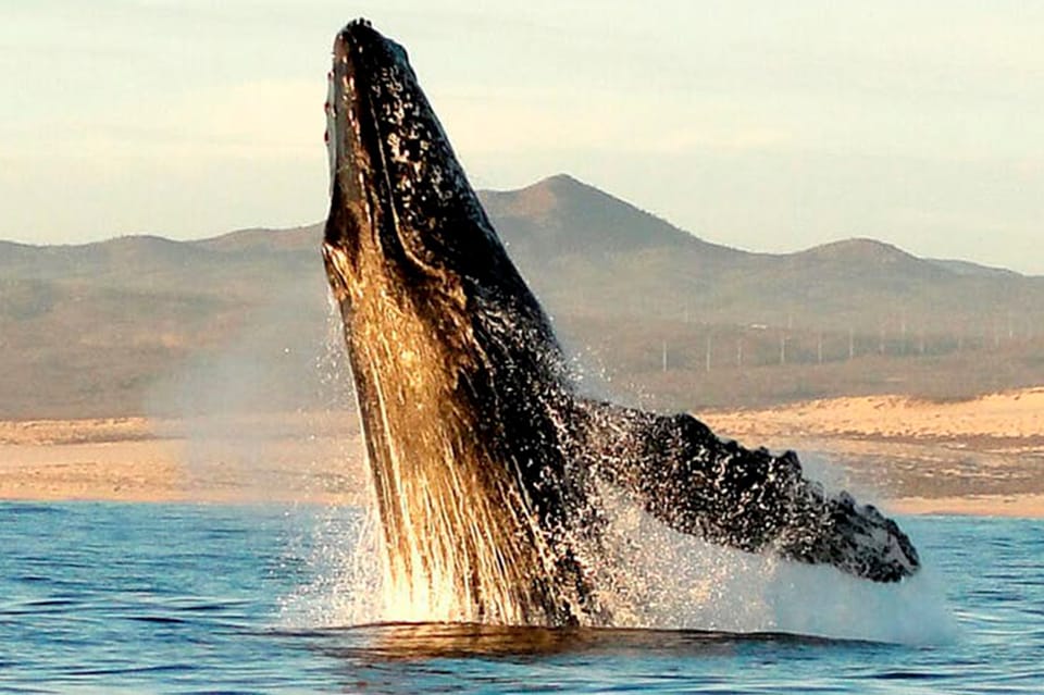 Loreto: Gray Whale Watching Tour at Lopez Mateos – Gulf of California, Mexico