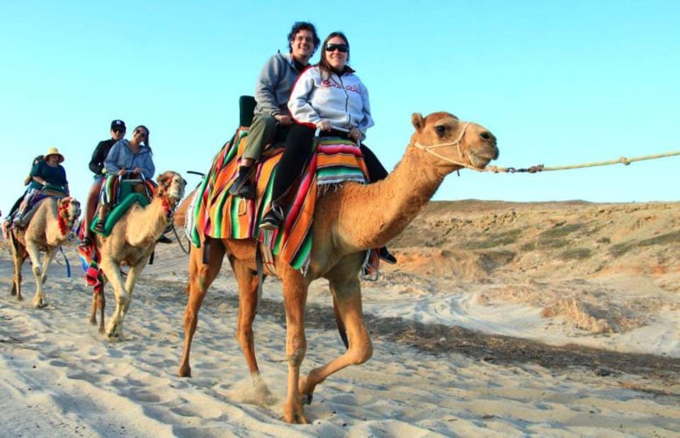 Los Cabos: Desert Camel Riding Experience – Cabo San Lucas, Mexico