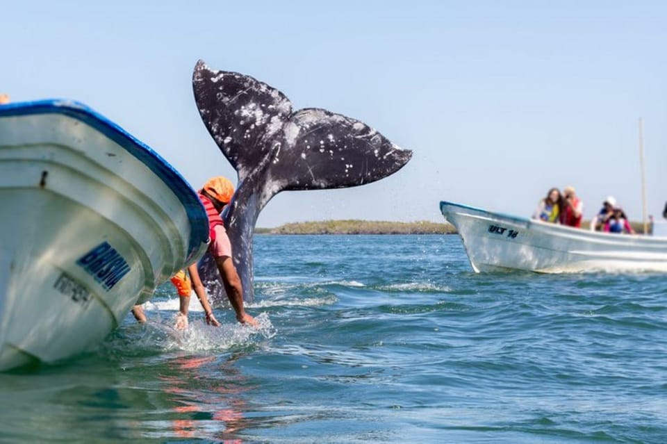 Los Cabos: Whale Watching Experience – Cabo San Lucas, Mexico