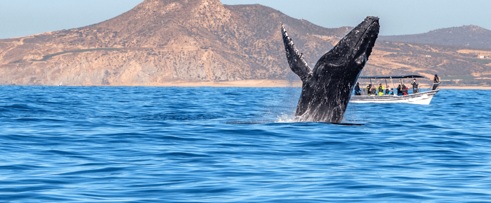 Los Cabos: Whale Watching by Glass Bottom Boat – Cabo San Lucas, Mexico