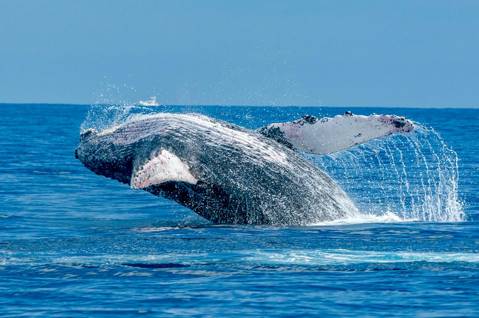 Ma’alaea Harbor: Whale Watching Tour Aboard Power Catamaran – Maalaea, Hawaii