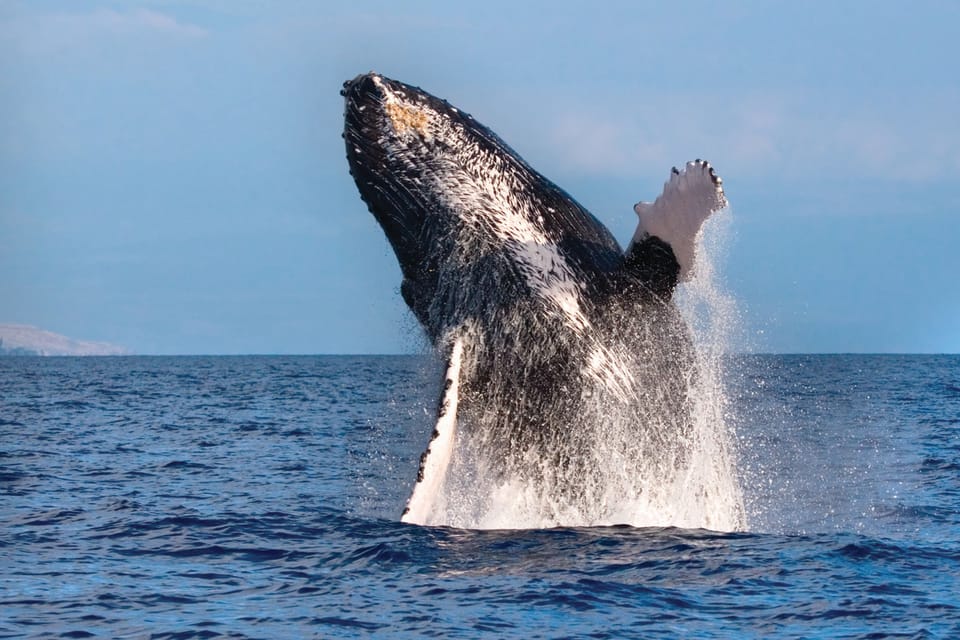 Maalaea: Small Group 2-Hour Whale Watch Experience – Hawaii, Hawaii