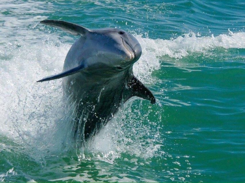 Madeira Beach: Egmont Key Snorkeling and Dolphin Cruise – Egmont Key National Wildlife Refuge, Florida