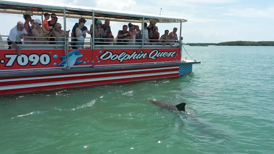 Madeira Beach: Guided Dolphin Watching Eco-Friendly Cruise – Boca Ciega Bay, Florida