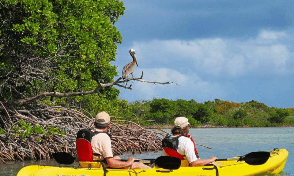 Mangrove Jungle exploration on SUP/Kayak – Miami, Florida