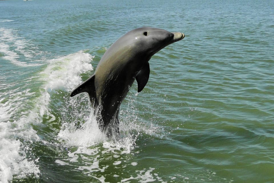 Marco Island: 2-Hour Dolphin, Birding, and Shelling Tour – Fort Myers, Florida