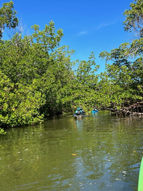 Marco Island: Mangrove Maze Kayak Tour (2hrs) – Naples, Florida