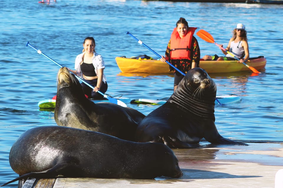 Marina Del Rey: Kayak and Paddleboard Tour with Sea Lions – Los Angeles, California