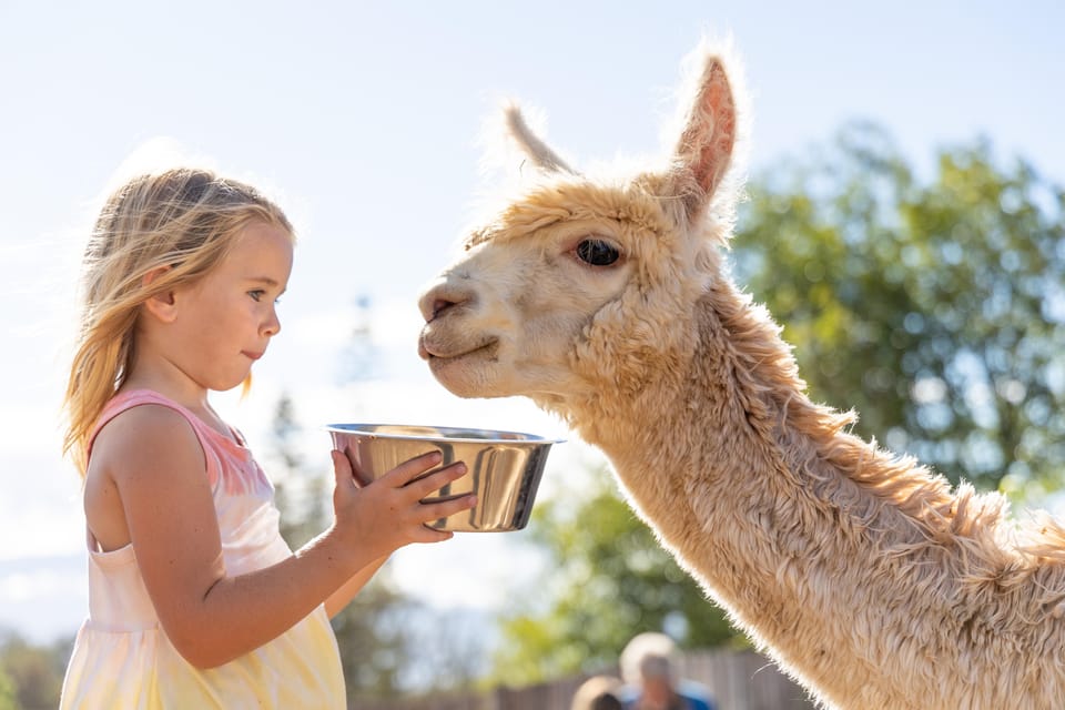 Maui: Alpaca Farm Visit with Hands-On Activities – Hawaii, Hawaii