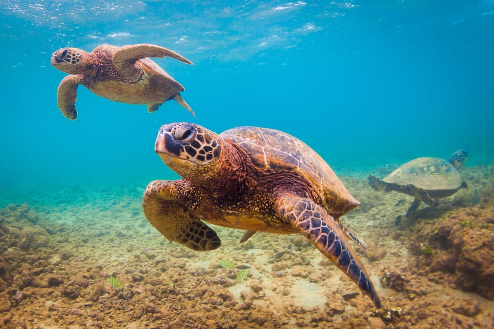 Maui Beach / Shoreline Snorkel – Kihei, Hawaii