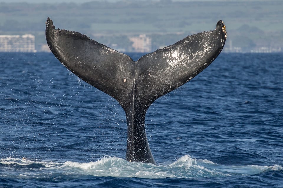 Maui: Deluxe Whale Watch Sail & Lunch from Ma`alaea Harbor – Lahaina, Hawaii