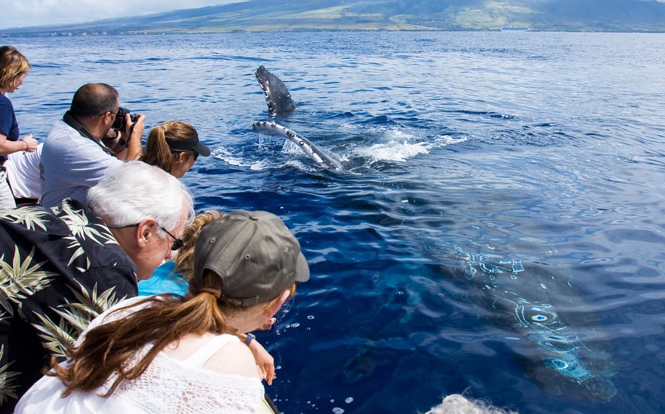 Maui: Eco-Friendly Whale Watching Tour from Ma’alaea Harbor – Maalaea, Hawaii