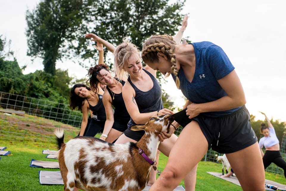 Maui Goat Yoga with Miniature Goats – Hawaii, Hawaii