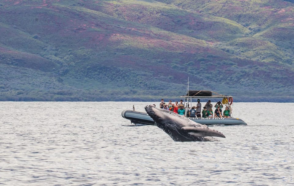 Maui: Guided Whale Watching Tour on Eco Raft – Lahaina, Hawaii