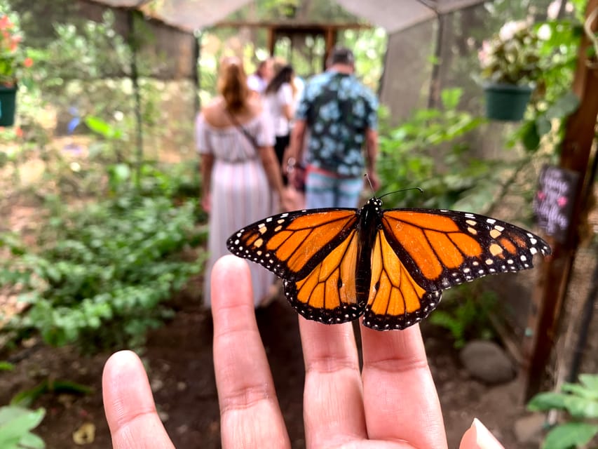 Maui: Interactive Butterfly Farm Entrance Ticket – Lahaina, Hawaii