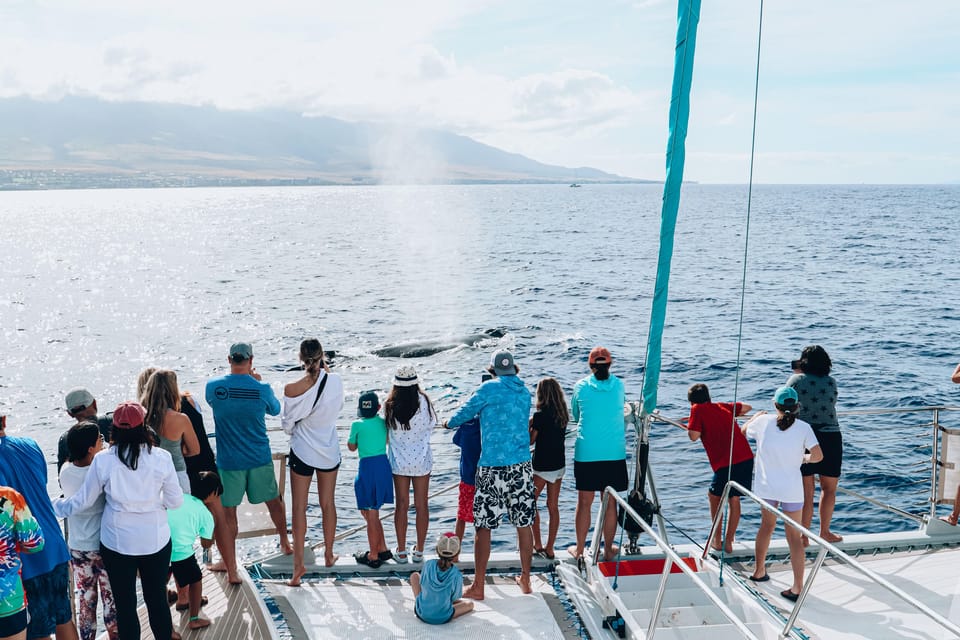 Maui: Ka’anapali Discount Whale Watch – Beach Loading Vessel – Kaanapali, Hawaii