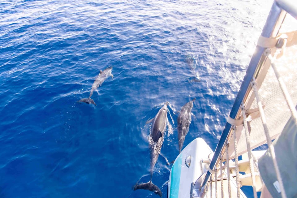 Maui: Kaanapali Dolphin Watching Boat Trip with Lunch – Kaanapali, Hawaii